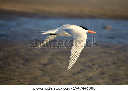 Arctic Tern flying by on the beach. Royalty-Free Stock Photo #1949446888