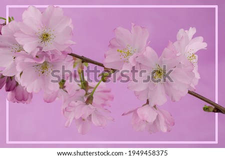 Spring cherry blossoms on pink background with copyspace