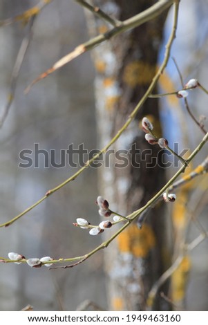 Opening pussy willow buds in sunny day