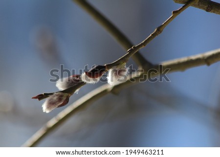 Opening pussy willow buds in sunny day