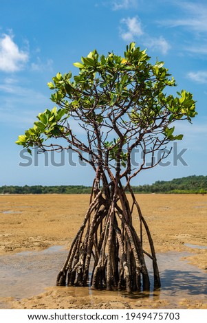 Young mangrove tree isolated with its long roots and very green crown contrasting with the blue sky. Iriomote Island.  Royalty-Free Stock Photo #1949475703