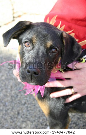 Mixed breed puppy in tutu costume