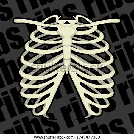 Image of a part of a human skeleton. Anatomical image. Human ribs. Vector illustration. Royalty-Free Stock Photo #1949479360