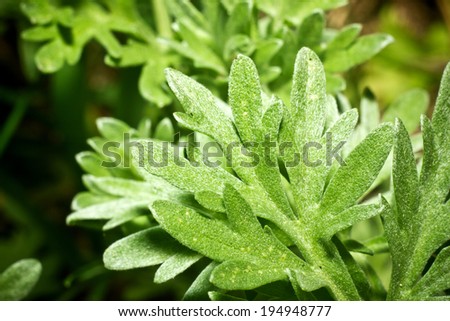 Fresh and bright leaf texture 