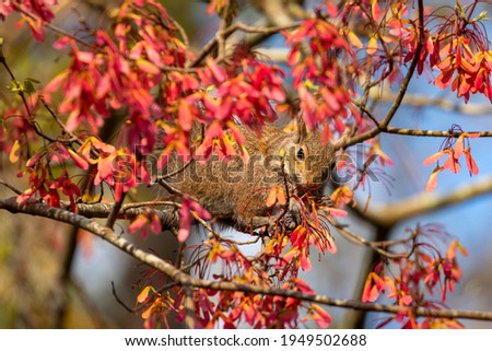 Grey Squirrel eating maple tree seed pods in wilmington, north carolina