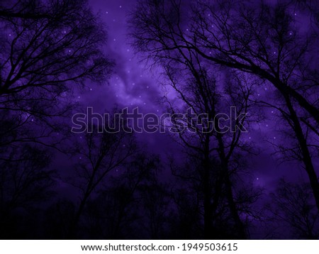  Night forest scene background. Silhouettes of trees against the background of the starry sky. Outer space, beautiful, mystical, moonlight, magical, scary, Halloween.                              
