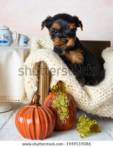 A small dog is a Yorkshire terrier puppy. Copy space.