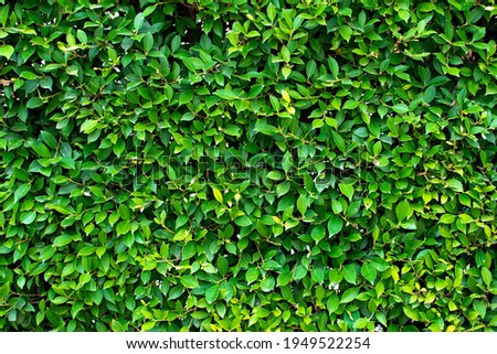 Green leaf background picture, For backdrop,wallpaper,background. greenery and background concept.