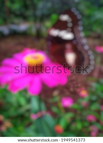 defocused abstrct background of butterfly