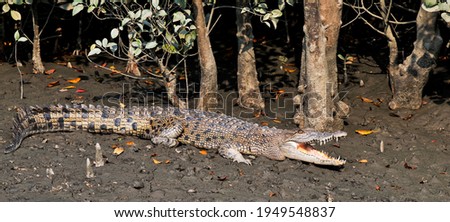 The saltwater crocodile (Crocodylus porosus) is a crocodilian native to saltwater habitats and brackish wetlands from India's east coast across Southeast Asia and the Sundaic region to northern Austra Royalty-Free Stock Photo #1949548837