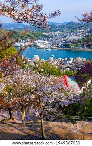 Full bloom sakura  at Mt. Senkoji in Onomichi town, Hiroshima, Japan.