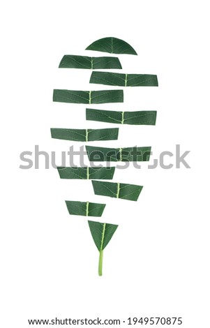 fresh green leaves  isolated on white background.