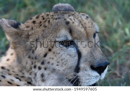A close-up photo of a cheetah.