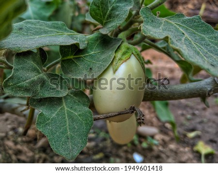 The white brinjal that is attached to the plant.
