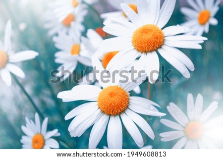 Blurred. White bright daisy flowers on a background of the summer landscape. Wildflowers outdoors Royalty-Free Stock Photo #1949608813