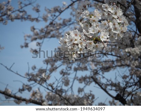 Blue sky and cherry blossoms on a spring day
