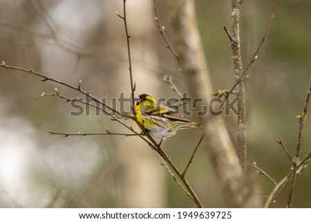 siskin bird on a tree branch in the park beautiful songbird