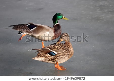 Couple of mallard ducks standing on ice of spring lake. Male duck stretches spreading its wing