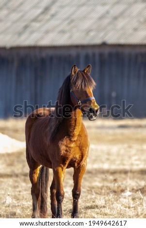 Beautiful horse on the farm