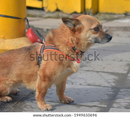 little ginger dog half-breed walking on a leash
