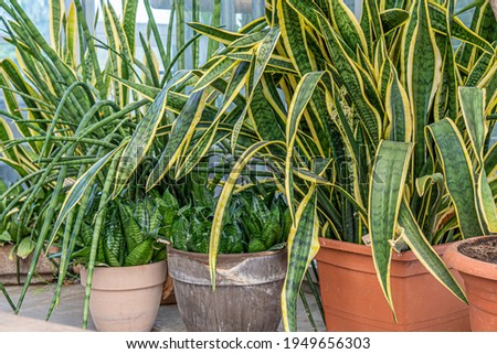 Many snake plants in pots indoors tropical background. Stock photo. Royalty-Free Stock Photo #1949656303