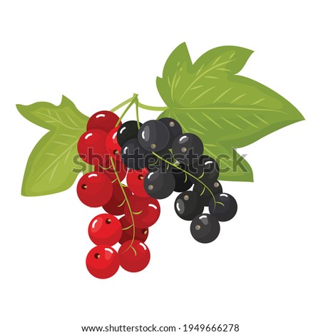 Branches of ripe red and black currants, isolated on a white background. Beautiful juicy berries. Kitchen utensils design element. Vector illustration