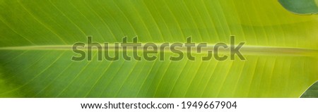 Abstract background. 
Beautiful green banana leaves. use for graphic design, space for text.