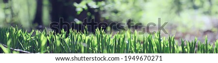 lilies of the valley in the spring forest, landscape in the April park, many lilies of the valley in the meadow