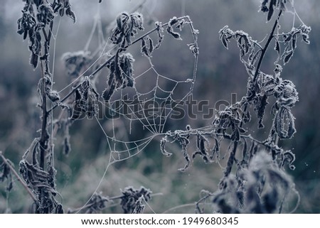 Frozen spider web background winter. Frozen nature. A cobweb on the grass in a woods covered by iced frost.
