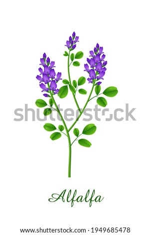 Alfalfa plant, green grasses herbs and plants collection, realistic vector illustration Royalty-Free Stock Photo #1949685478