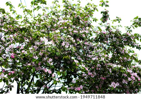 Rose flowers on a tree