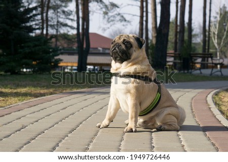  Funny  serious pug dog for a walk 