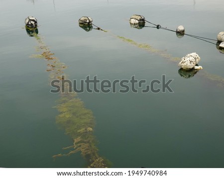 Three buoys in clear blue green water attached to algae covered lines at a marina.