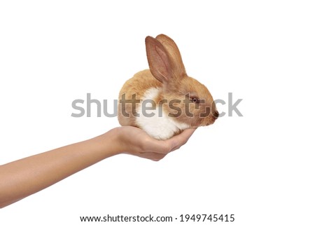 Human hands holding cute rabbit isolated over white background. Happy Easter