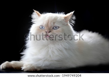 White Persian cats , White Persian cats on the floor