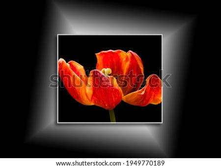 Beautiful Orange Tulip, canvas isolated on black wall, interior floral decoration mock up