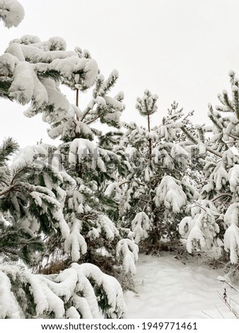 Snow on the pines in the pine forest in winter