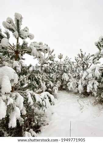 Snow on the pines in the forest in winter