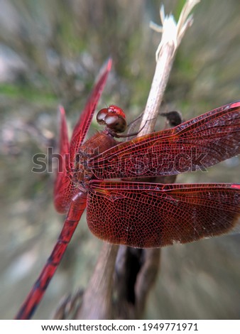 a red dragonfly perched on a dry branch