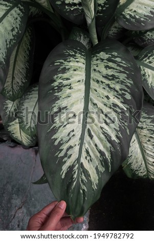 Dieffenbachia seguine, This plant has an exotic appeal and has wonderfully shaped leaves with brush strokes of cream, yellow and white which enhance the shape of the leaves.