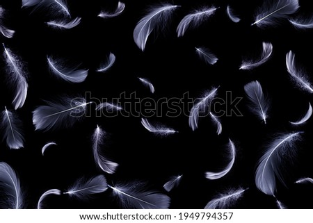 Feather flat. White pastel angel feather closeup texture falling on dark background in pattern photography. Fashion color trends spring summer