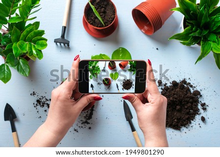 Girl blogger takes photo or video plant transplant on phone Method of propagation by leaves of houseplant Zamioculcas Spring renewal, flower care concept Top view Flat lay Hobby