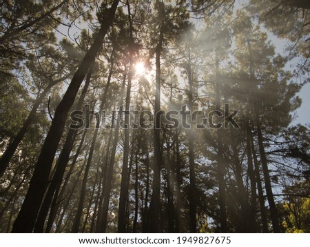 Sun rays pouring light through the trees in the forest