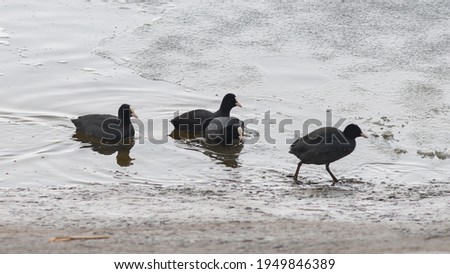  Fulica atra - The Eurasian coot (Fulica atra), also known as the common coot, or Australian coot, is a member of the rail and crake bird family, the Rallidae. It is found in Europe