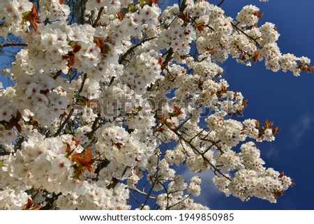 Cherry Blossom, U.K. Spring flowering tree.