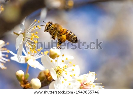 Flying honey bee collecting pollen from tree blossom. Bee in flight over spring background. Royalty-Free Stock Photo #1949855746