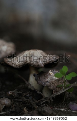 macro picture of white mushroom and setas growing in the garden