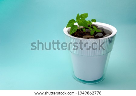 Young chilli pepper sprout with leaves in white plastic pot on table against blue background. Space for text. Pepper seedling in white starter pot isolated.