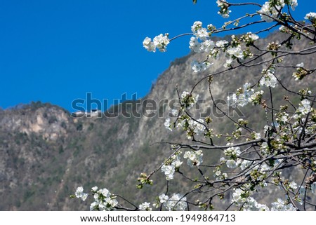 Apple trees blossoming in Vilpiano, with the Vilpian-Mölten funicular building on the mountain seen in the background, out of focus