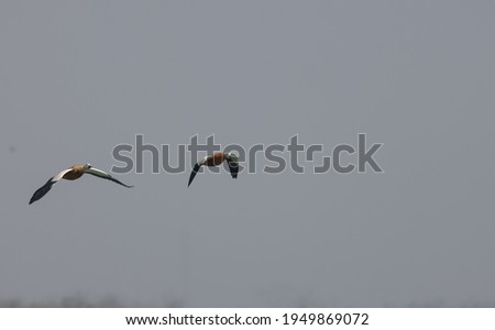 Ruddy Shelduck (Tadorna ferruginea) bird in flight over river ganges.
